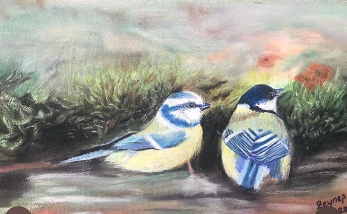 birdsontheground Blue and yellow colored birds on the ground